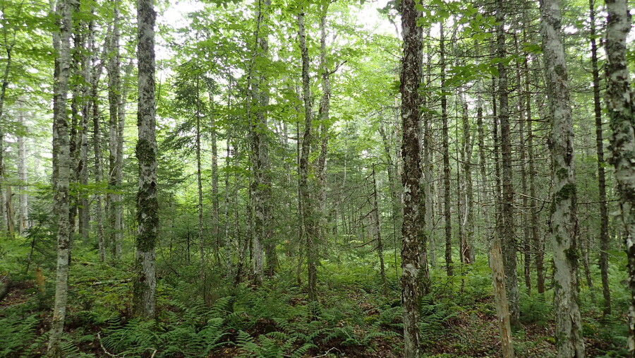 MacFarlane Woods, Nature Conservancy of Canada