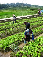 farmworkers